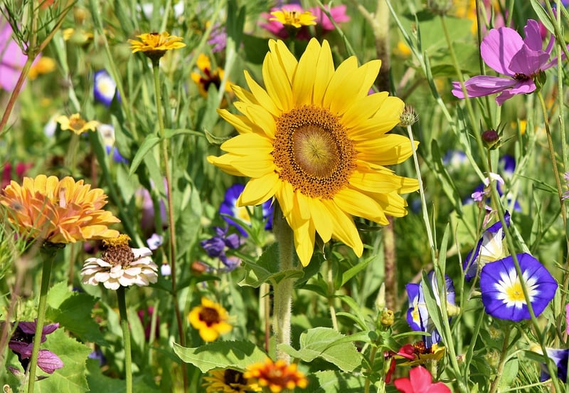 Community Allotment