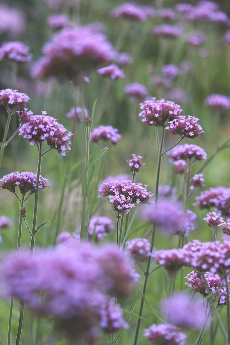 Spring Gardening